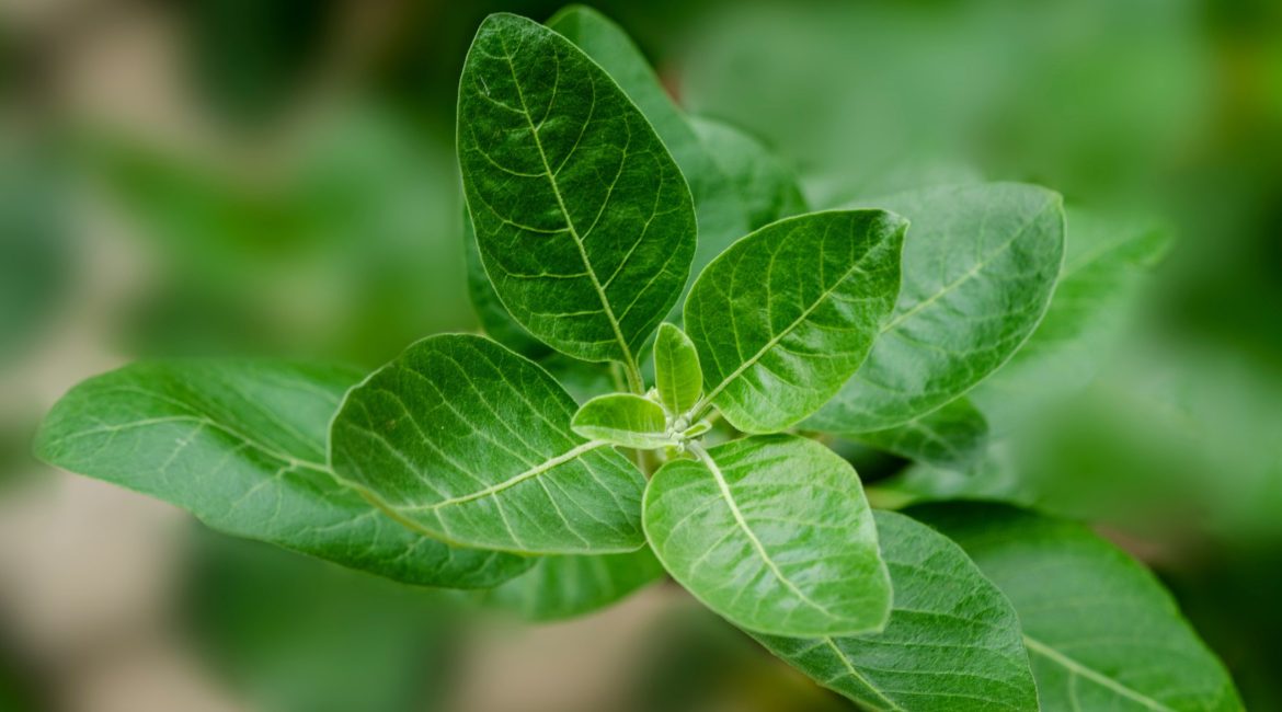 Ashwagandha leaf